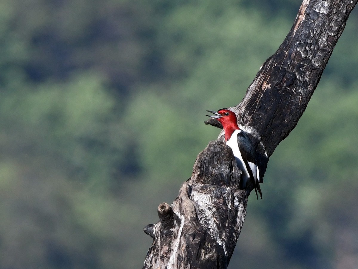 Red-headed Woodpecker - ML618889958