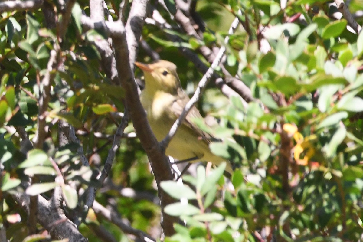 Melodious Warbler - ML618889987