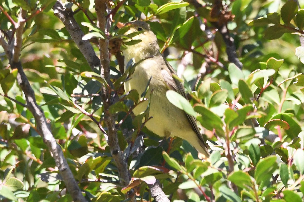 Melodious Warbler - ML618889990