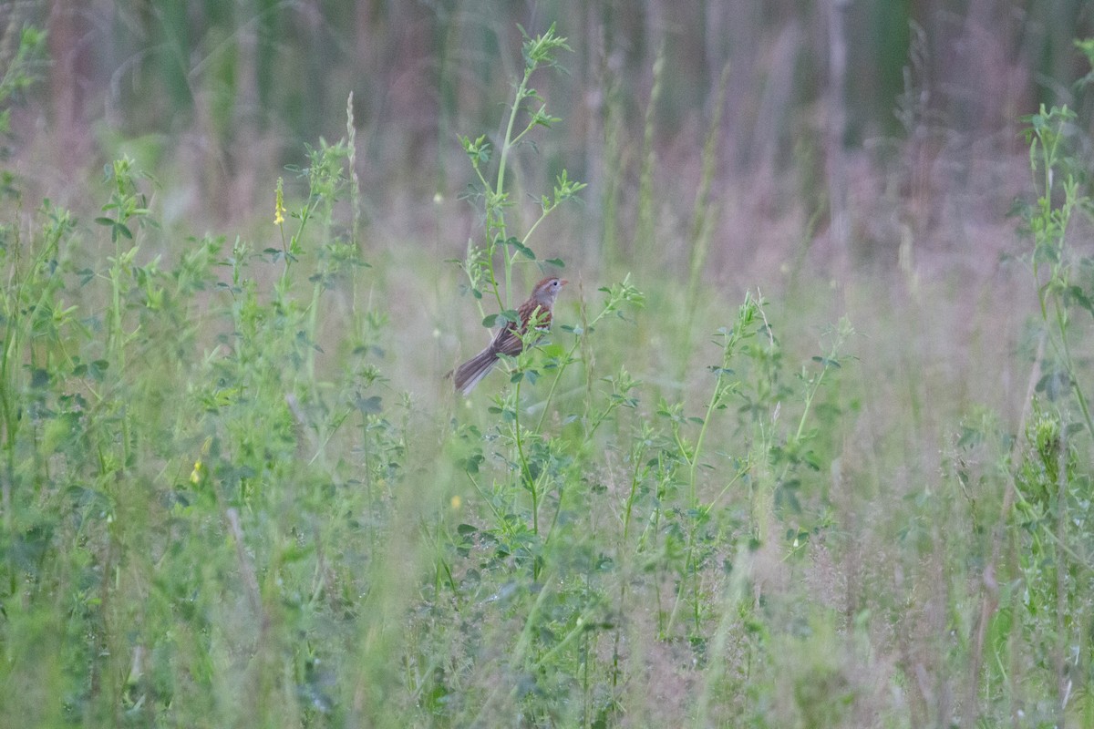Field Sparrow - Landon Belding