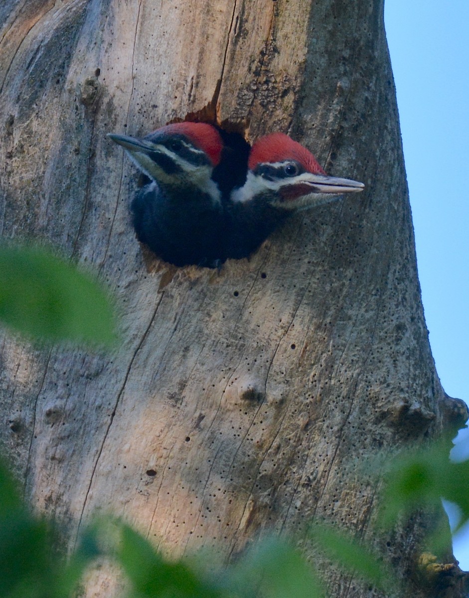Pileated Woodpecker - Jay Wherley