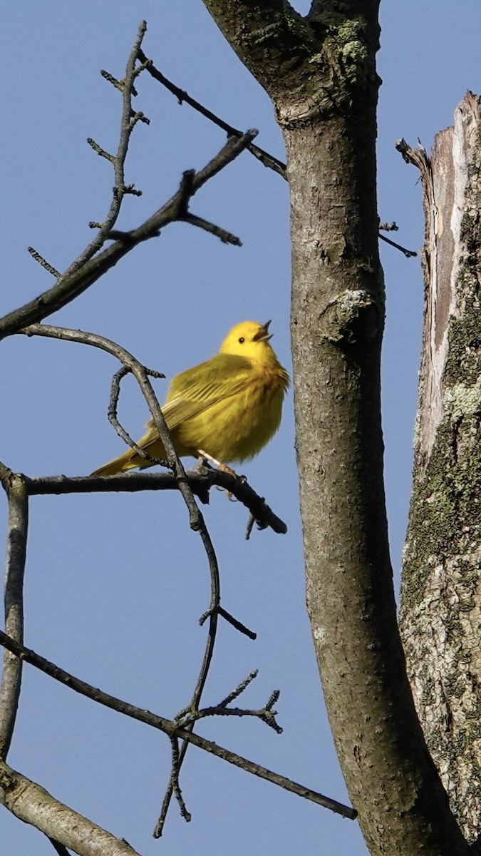 Yellow Warbler (Northern) - Tom Shepard