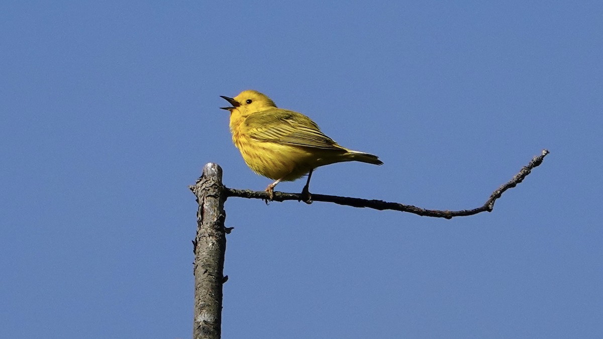 Yellow Warbler (Northern) - ML618890163