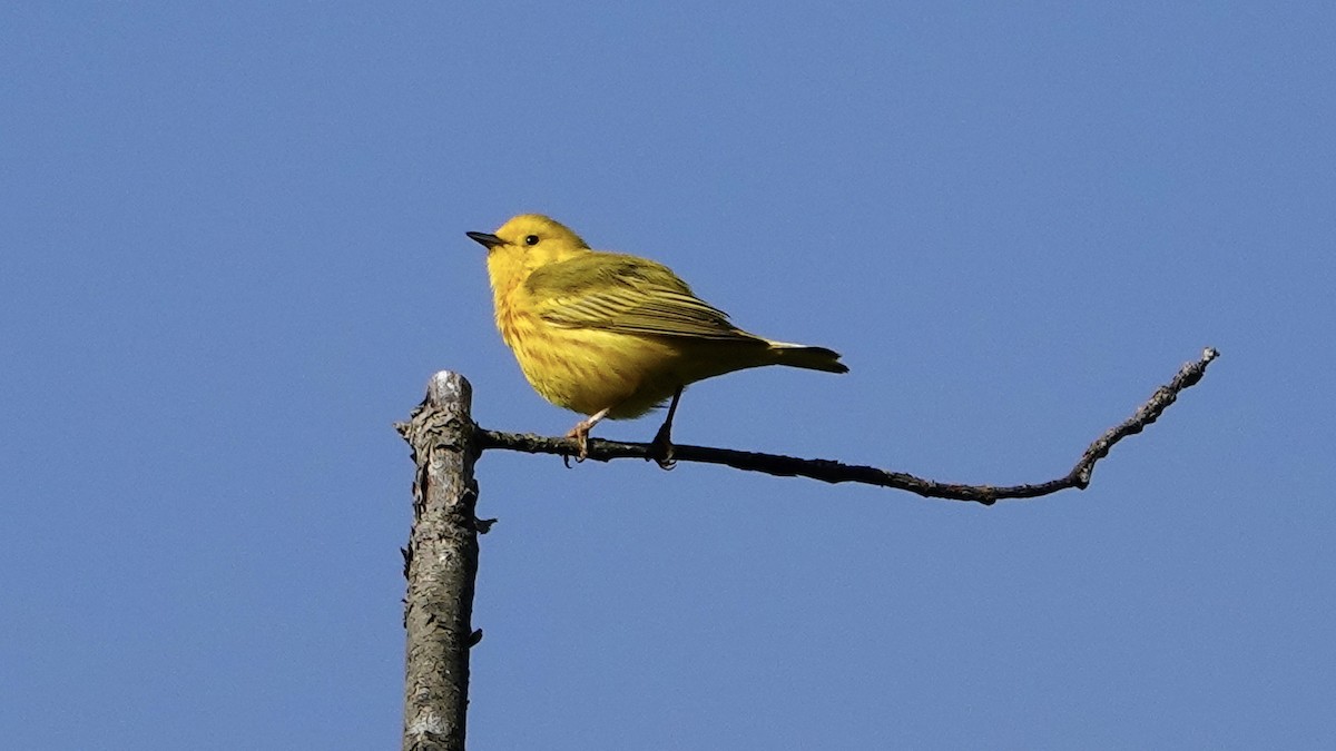 Yellow Warbler (Northern) - ML618890168