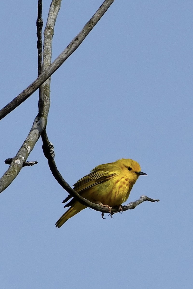 Yellow Warbler (Northern) - ML618890185