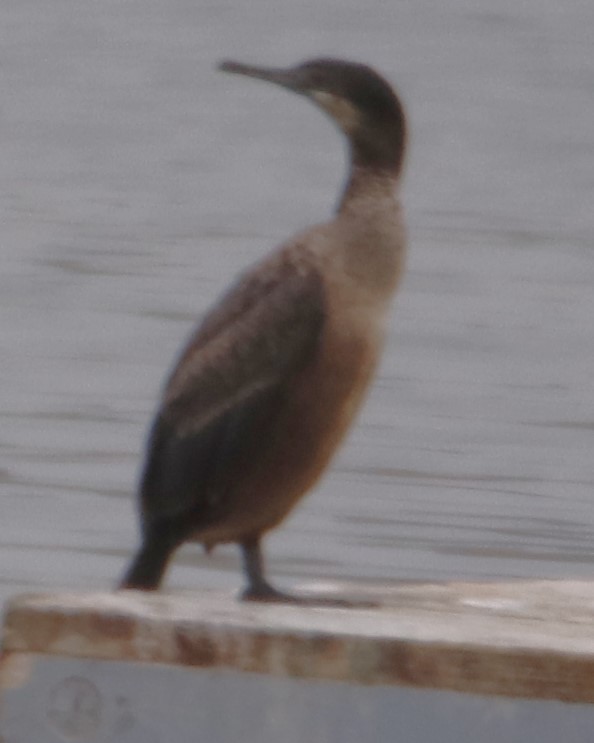 Double-crested Cormorant - Barry Spolter