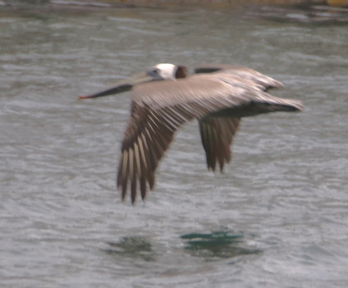 Brown Pelican - Barry Spolter