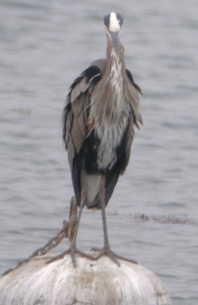 Great Blue Heron - Barry Spolter