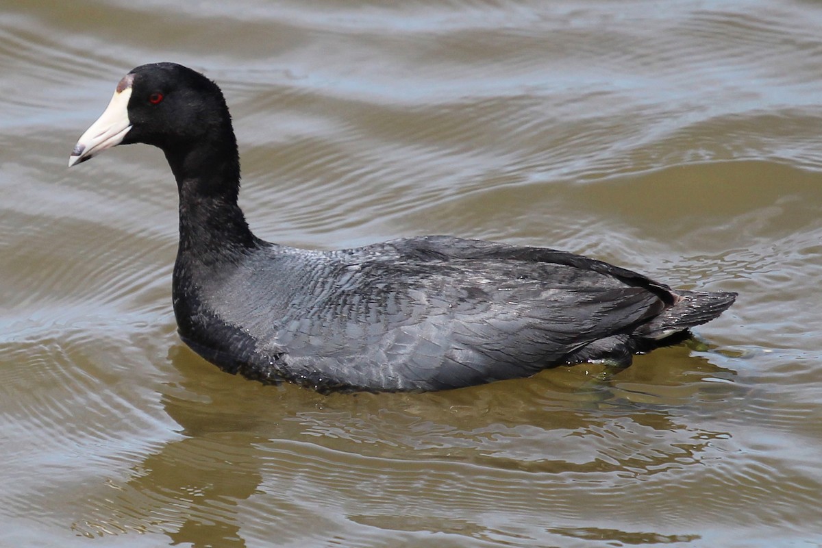 American Coot - Anonymous