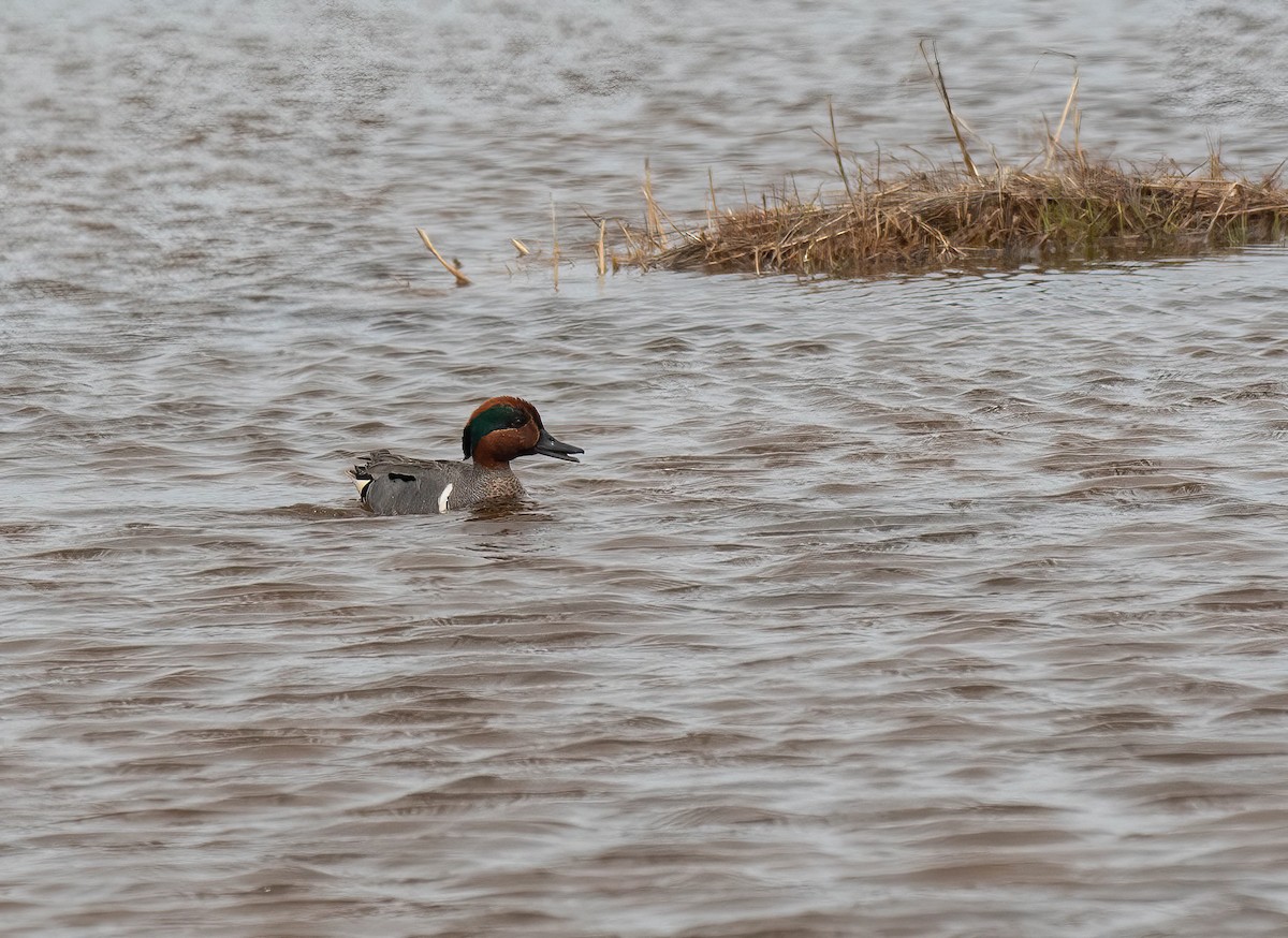 Green-winged Teal - ML618890263