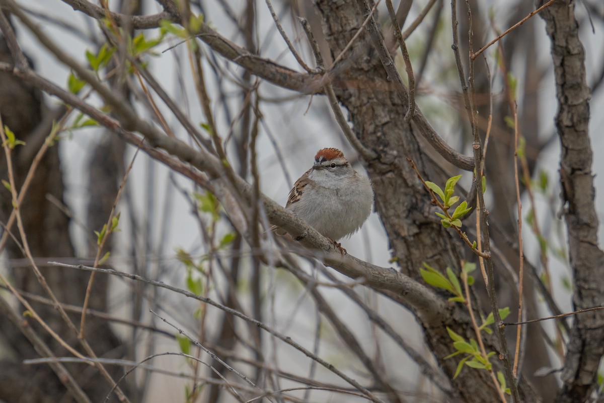 Chipping Sparrow - ML618890271