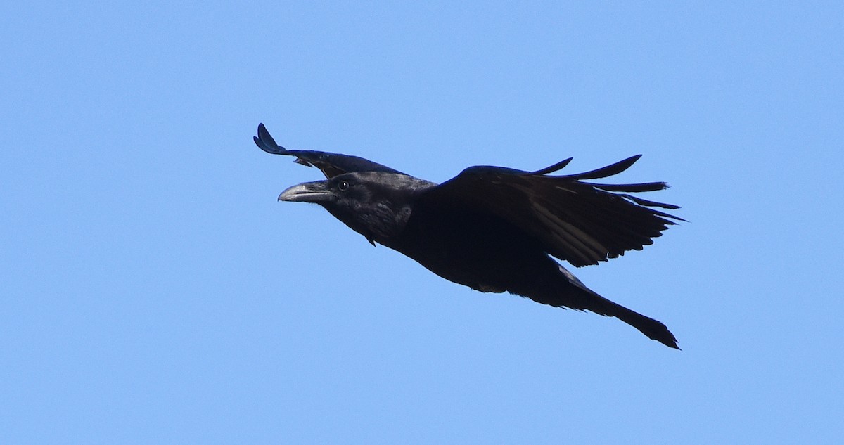 Common Raven - ML618890341