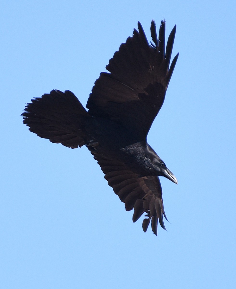 Common Raven - ML618890342