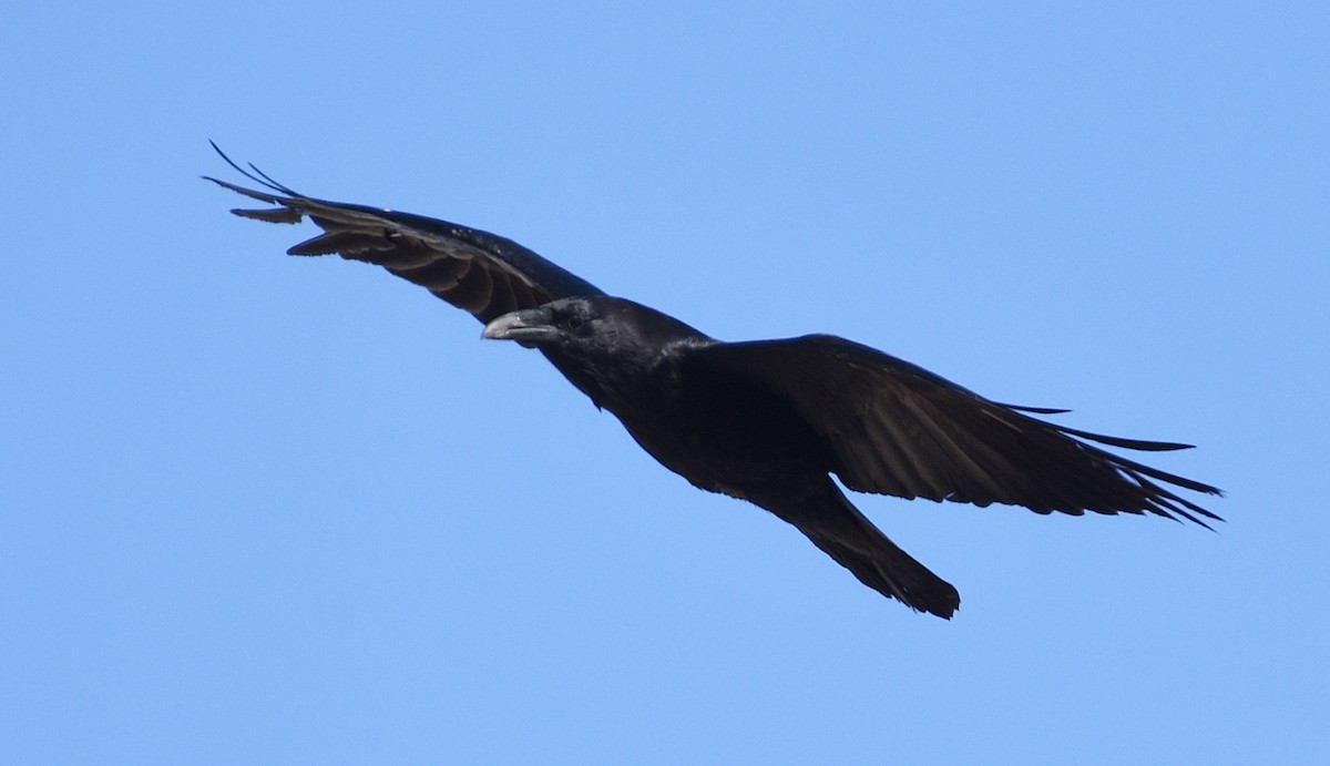 Common Raven - ML618890343
