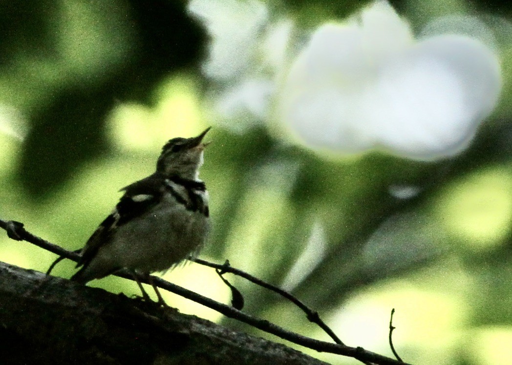 Forest Wagtail - ML618890361