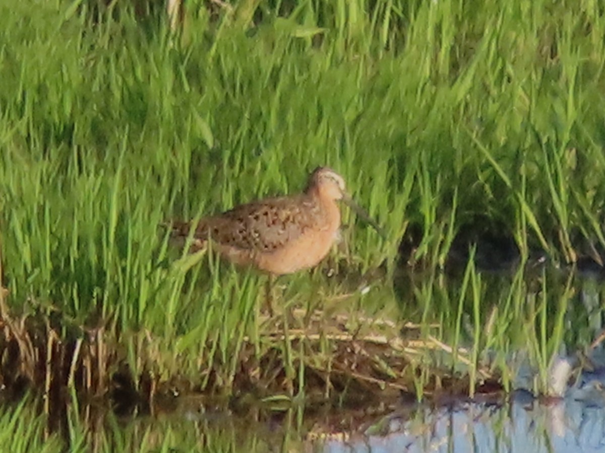 Short-billed Dowitcher - Dave&Kerry Sehloff
