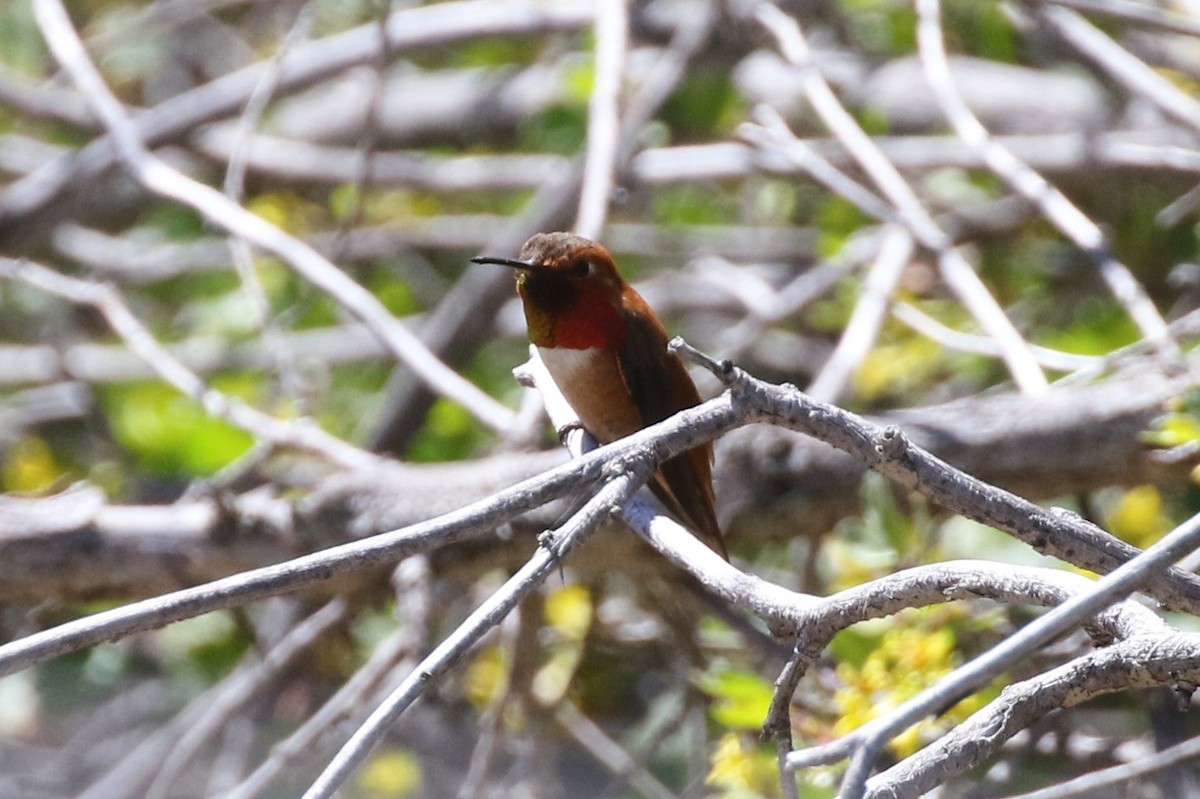 Rufous Hummingbird - ML618890394