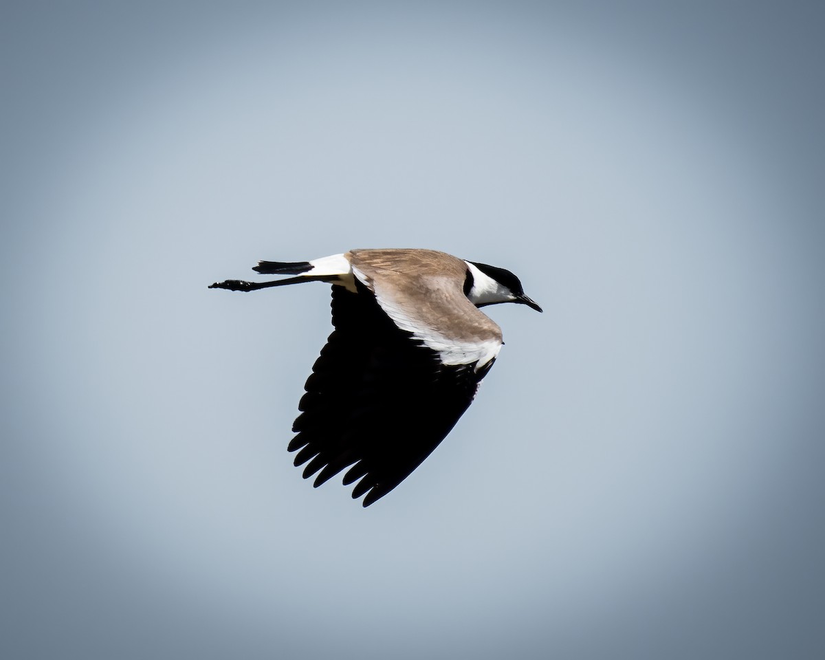 Spur-winged Lapwing - ML618890426