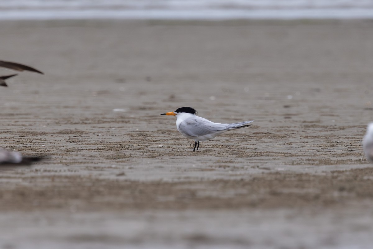 Chinese Crested Tern - ML618890431