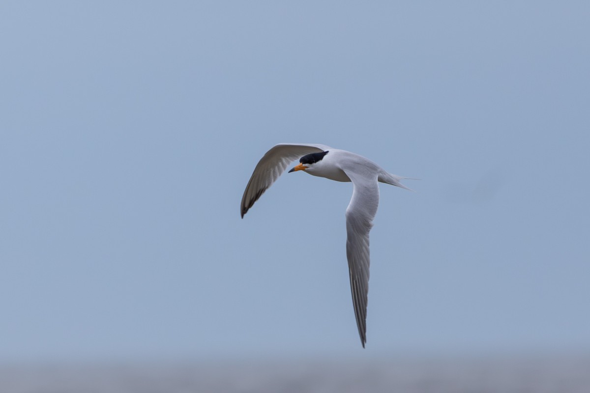 Chinese Crested Tern - ML618890438