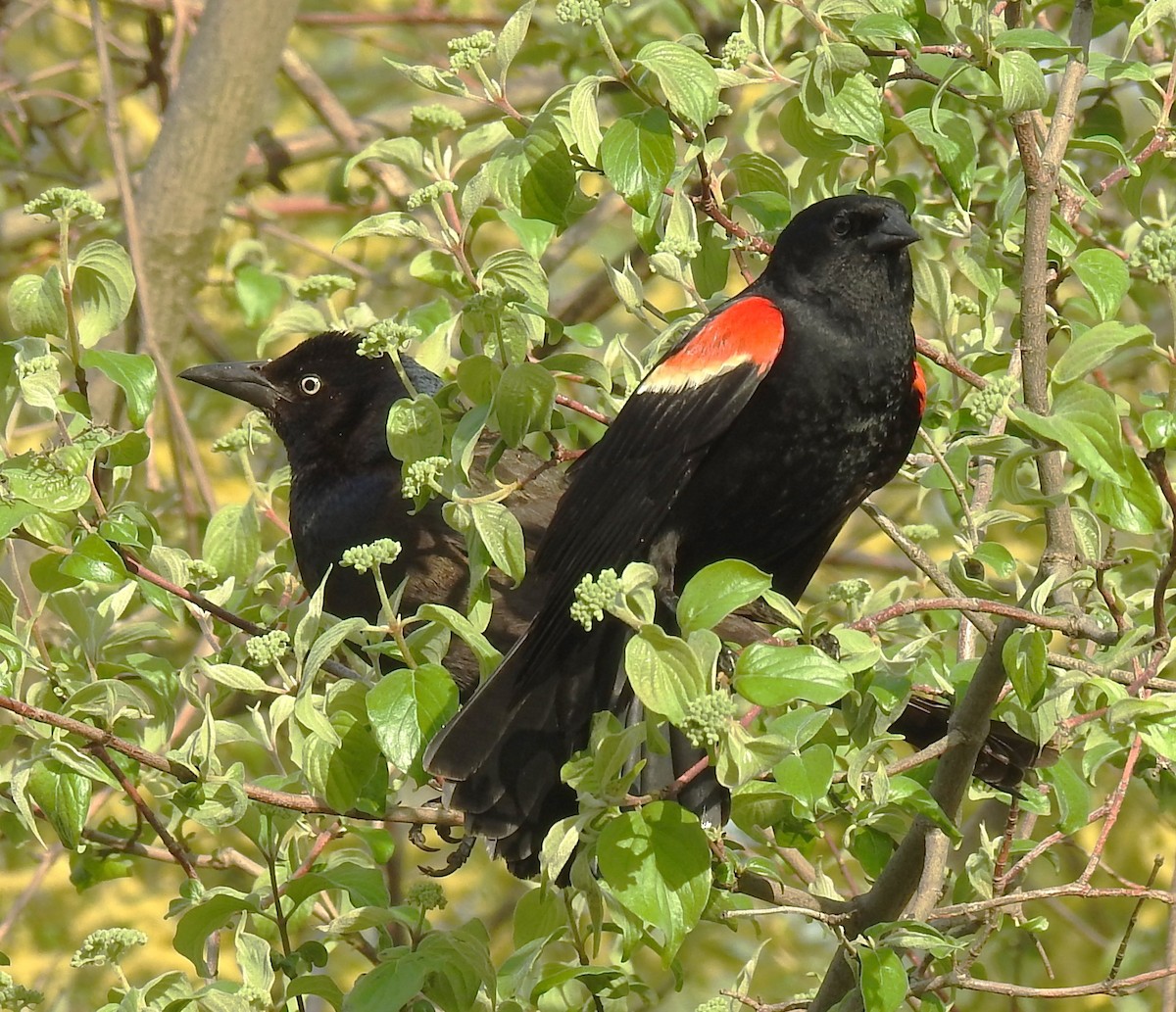 Red-winged Blackbird - ML618890440