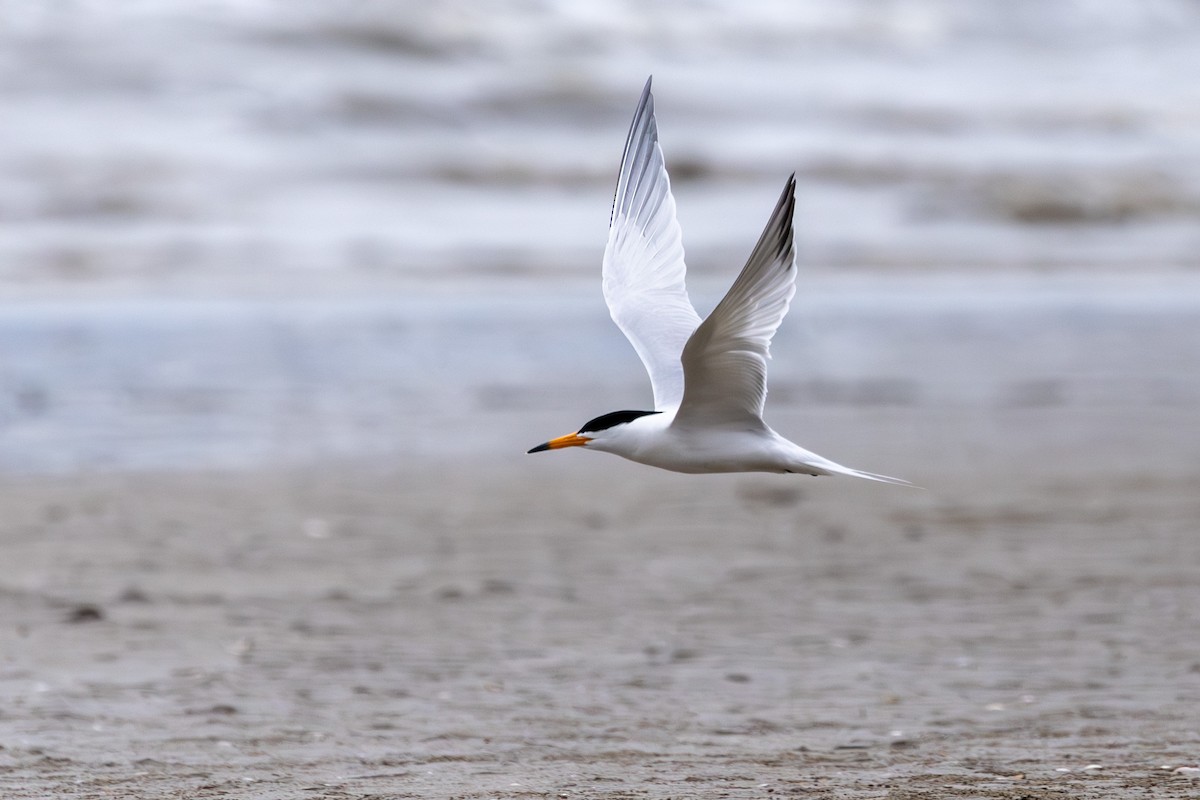 Chinese Crested Tern - ML618890450