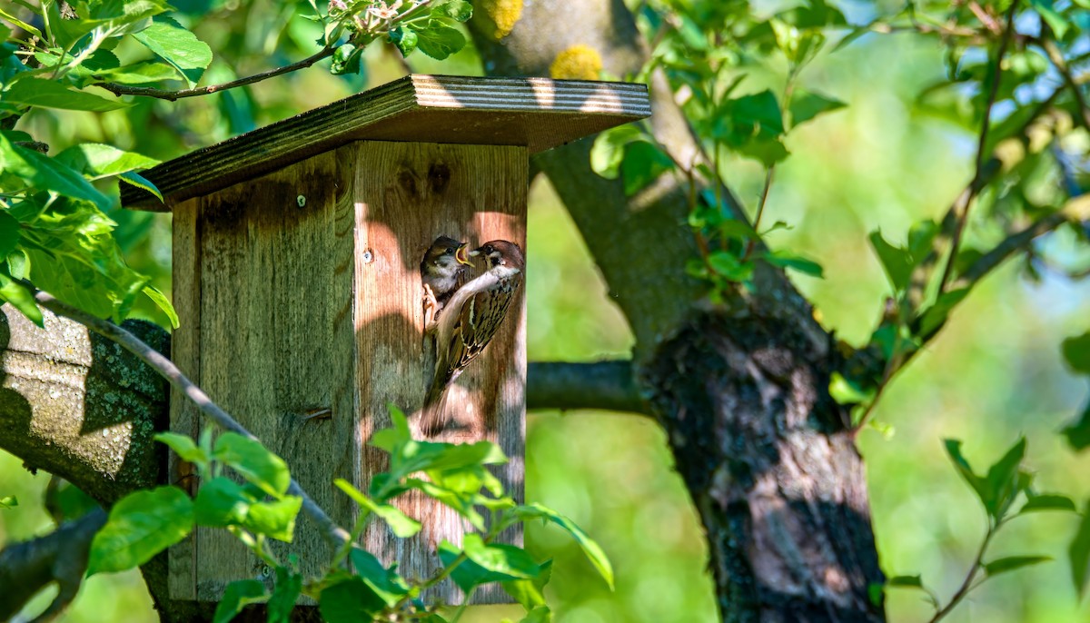 Eurasian Tree Sparrow - ML618890478