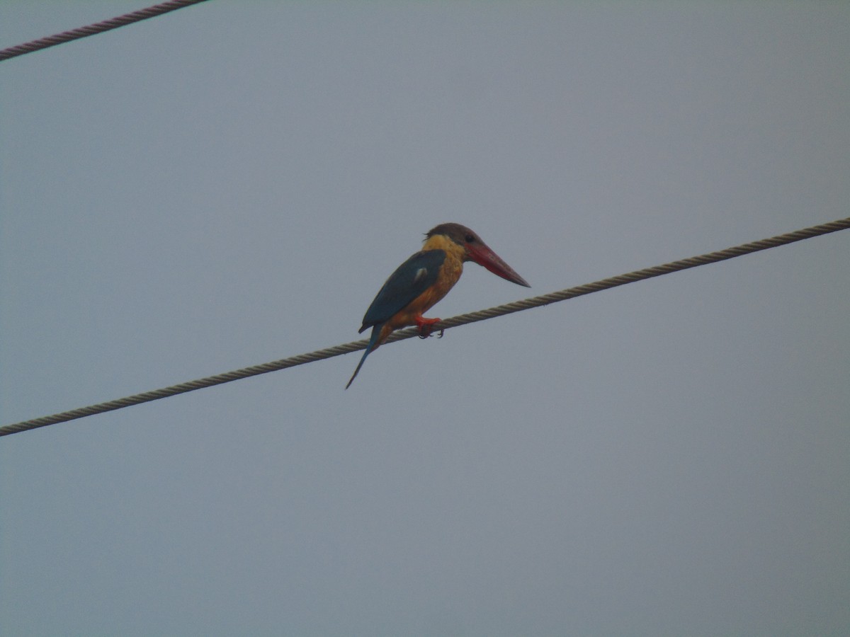Stork-billed Kingfisher - Sarath Chandran P