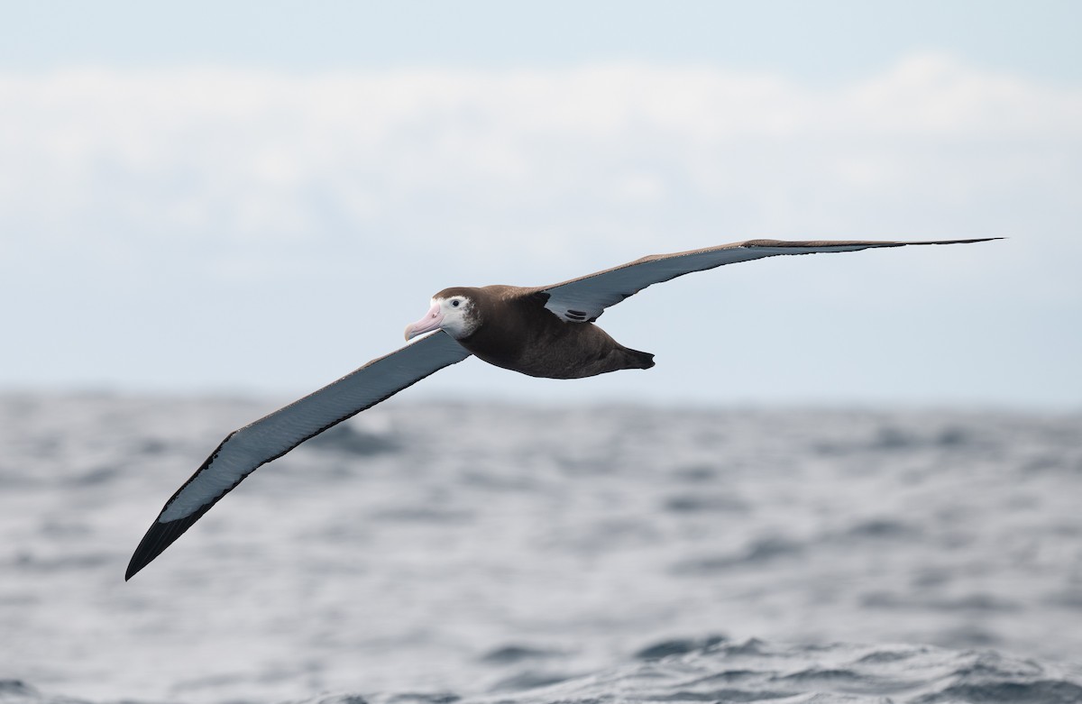albatros stěhovavý - ML618890509