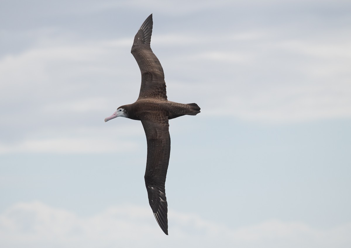 albatros stěhovavý - ML618890510