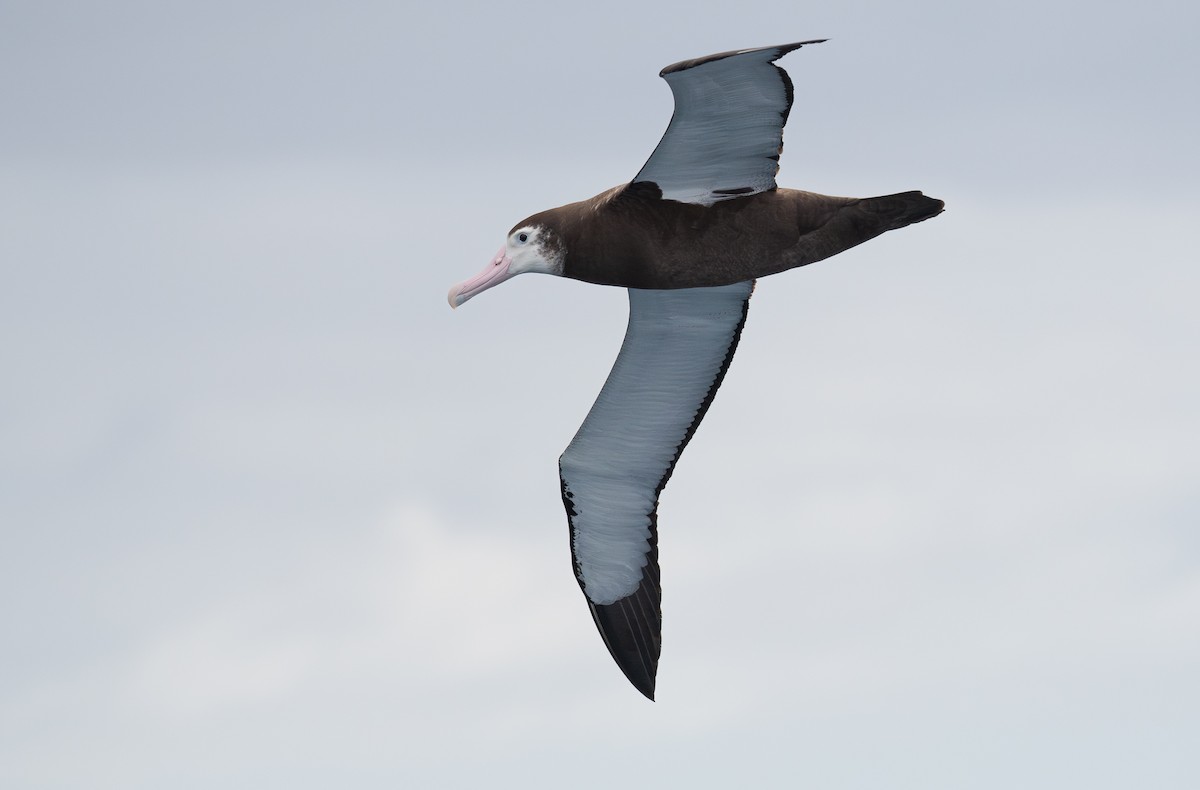 albatros stěhovavý - ML618890511