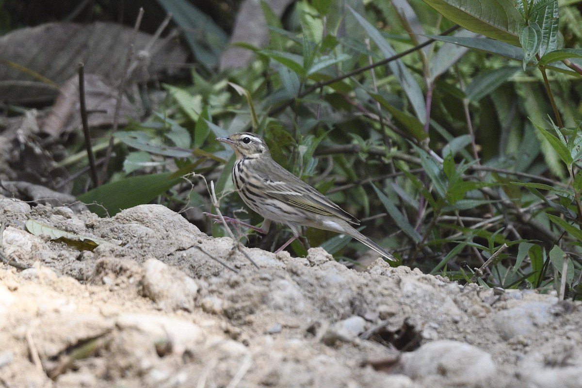 Olive-backed Pipit - ML618890528