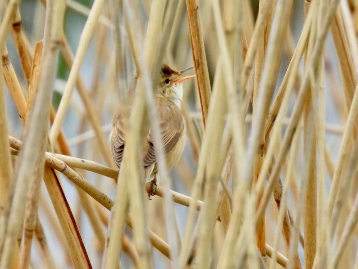 Common Reed Warbler - ML618890544