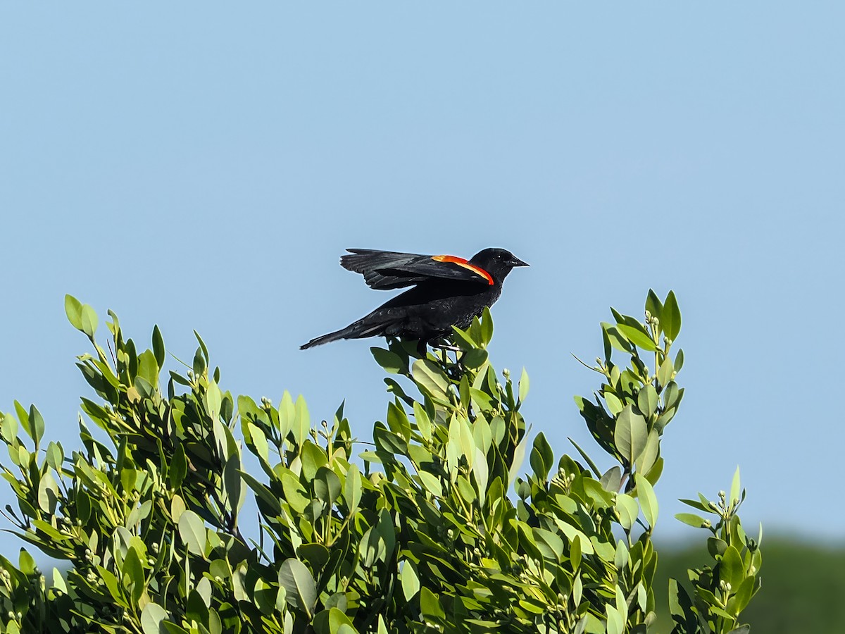 Red-winged Blackbird - Amy Koch
