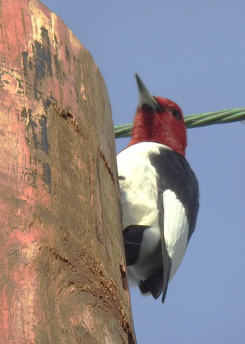 Red-headed Woodpecker - ML618890574