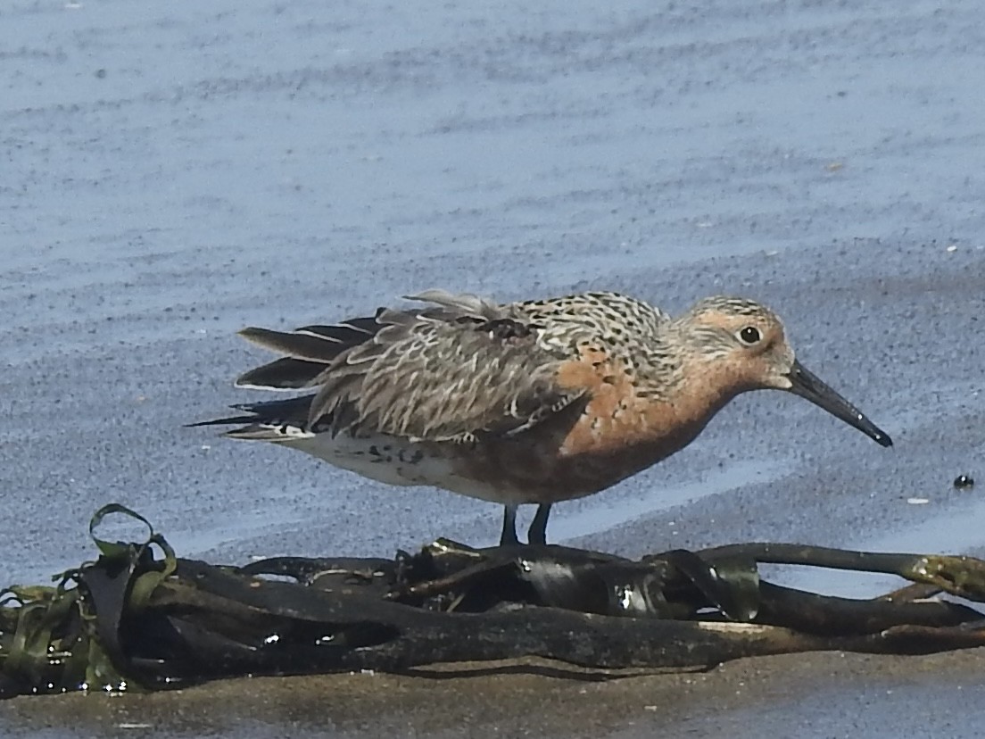 Red Knot - ML618890575