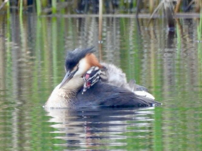 Great Crested Grebe - ML618890584