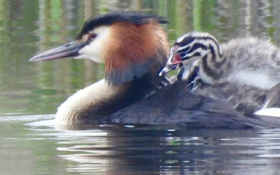 Great Crested Grebe - ML618890585