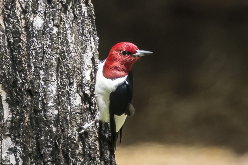 Red-headed Woodpecker - ML618890590
