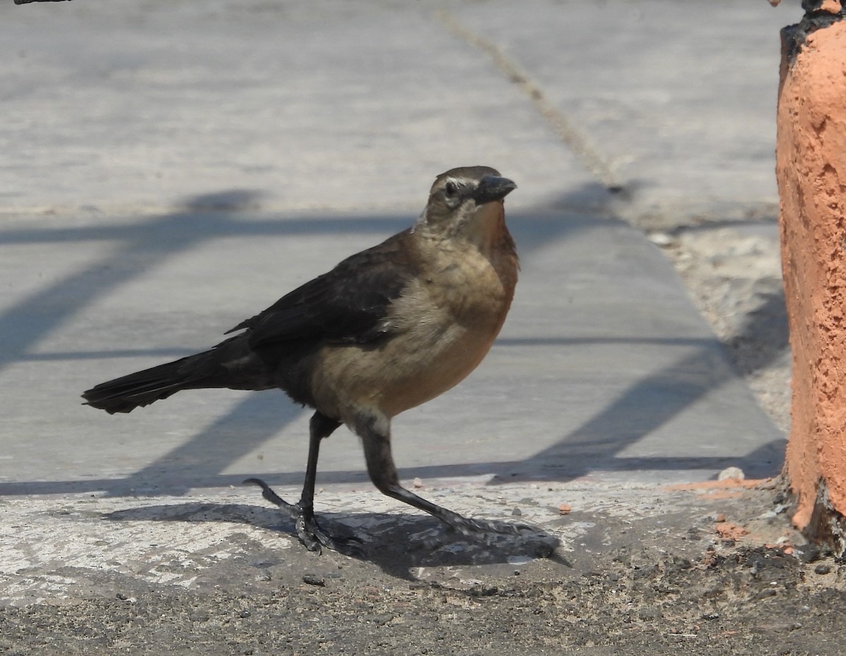 Great-tailed Grackle - ML618890609