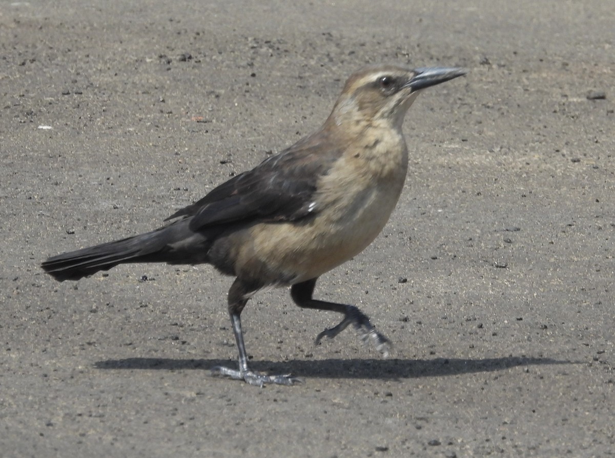 Great-tailed Grackle - ML618890610