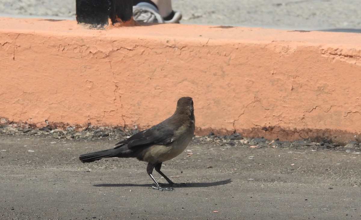 Great-tailed Grackle - ML618890611