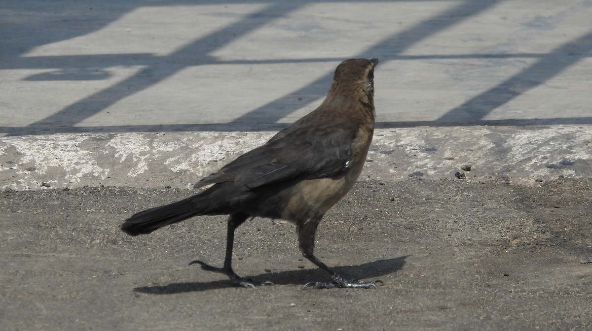 Great-tailed Grackle - ML618890612