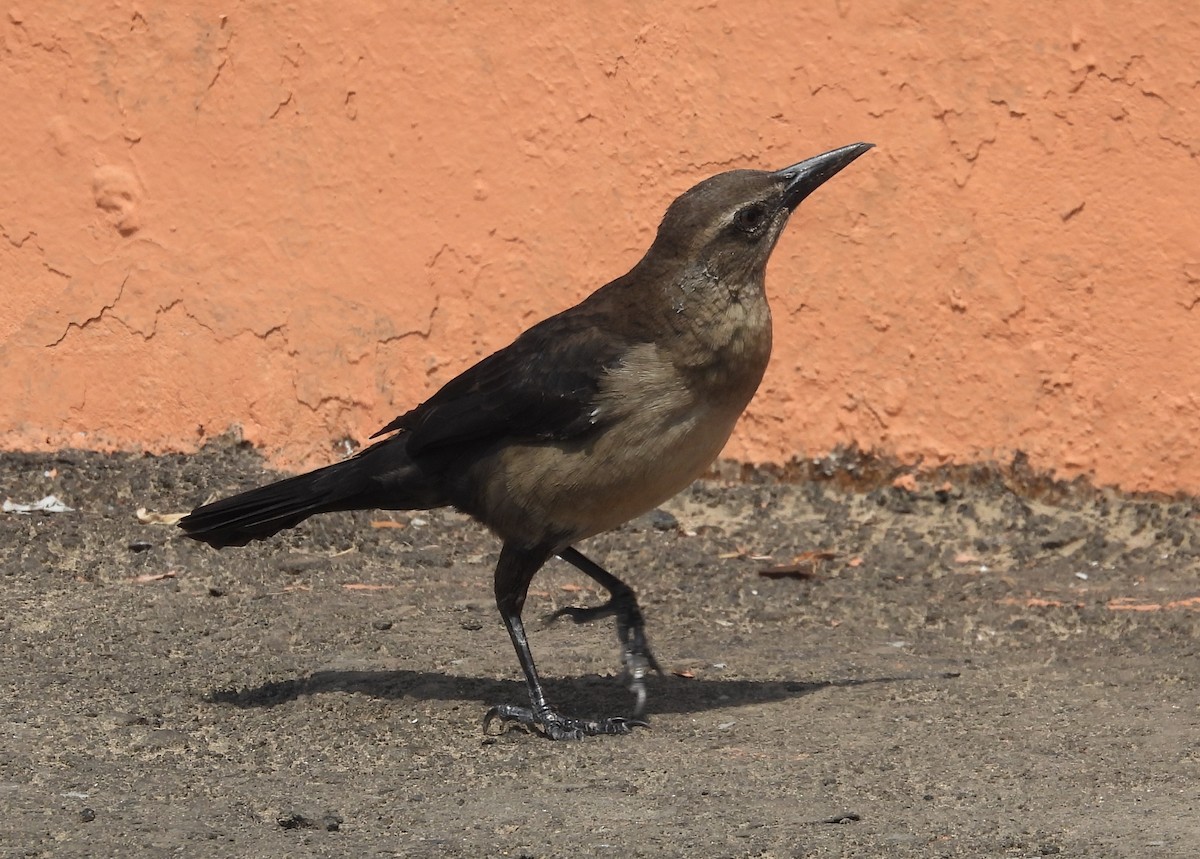 Great-tailed Grackle - ML618890613