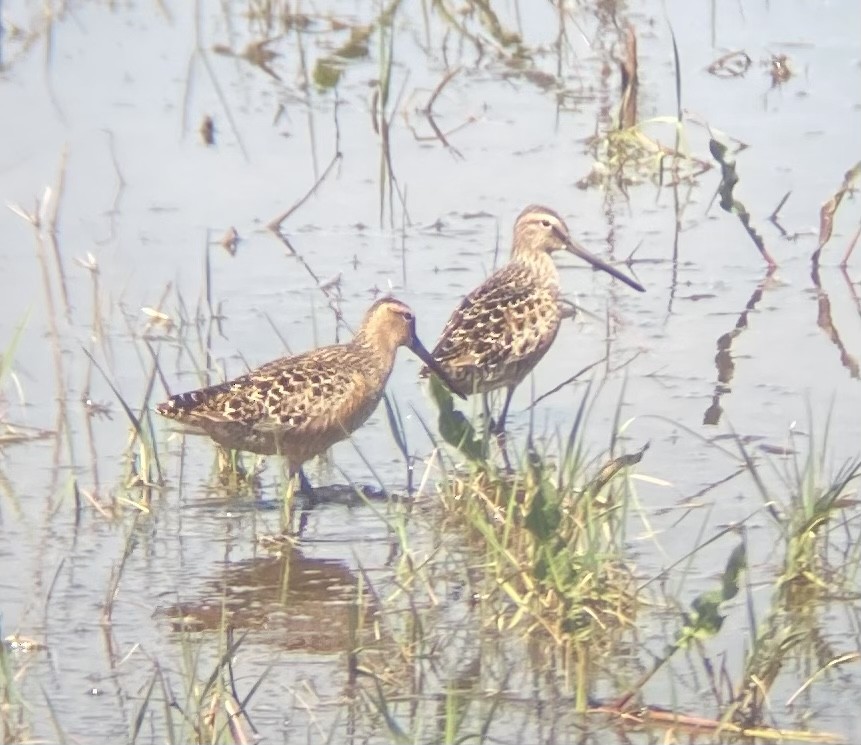 Long-billed Dowitcher - ML618890618