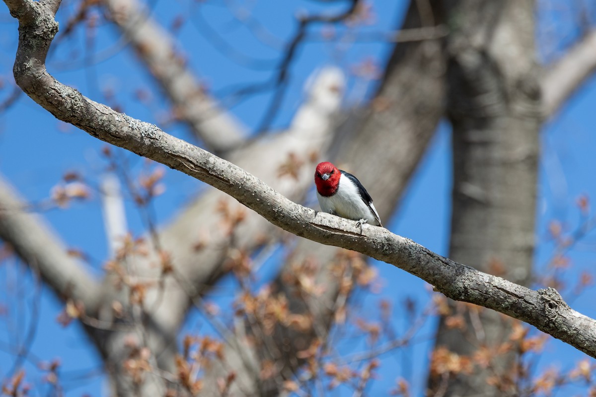 Red-headed Woodpecker - ML618890689