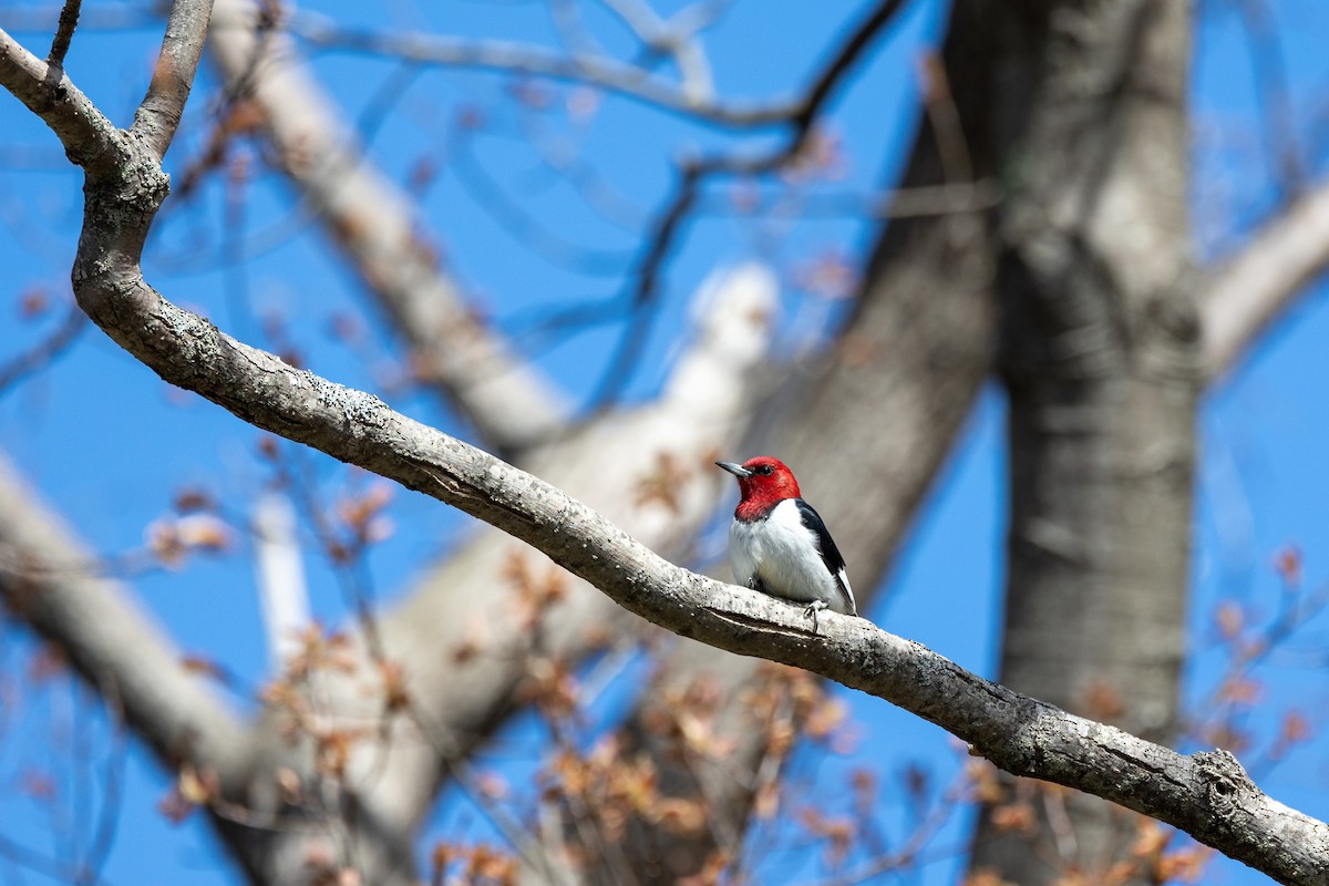 Red-headed Woodpecker - ML618890690