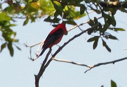 Scarlet Tanager - ML618890695