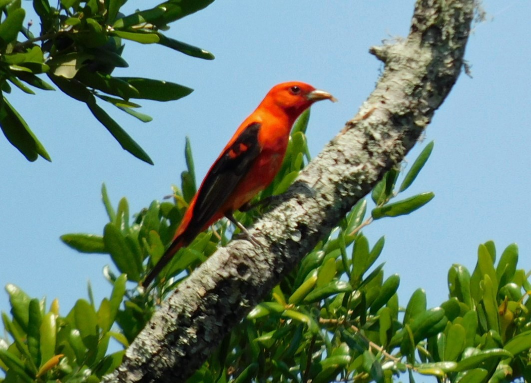 Scarlet Tanager - ML618890696