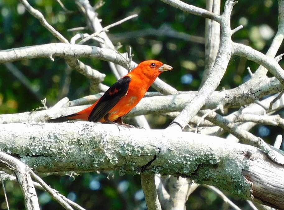 Scarlet Tanager - ML618890697